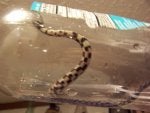 Copperhead or not 005.jpg