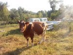 four legged mowers 001.jpg